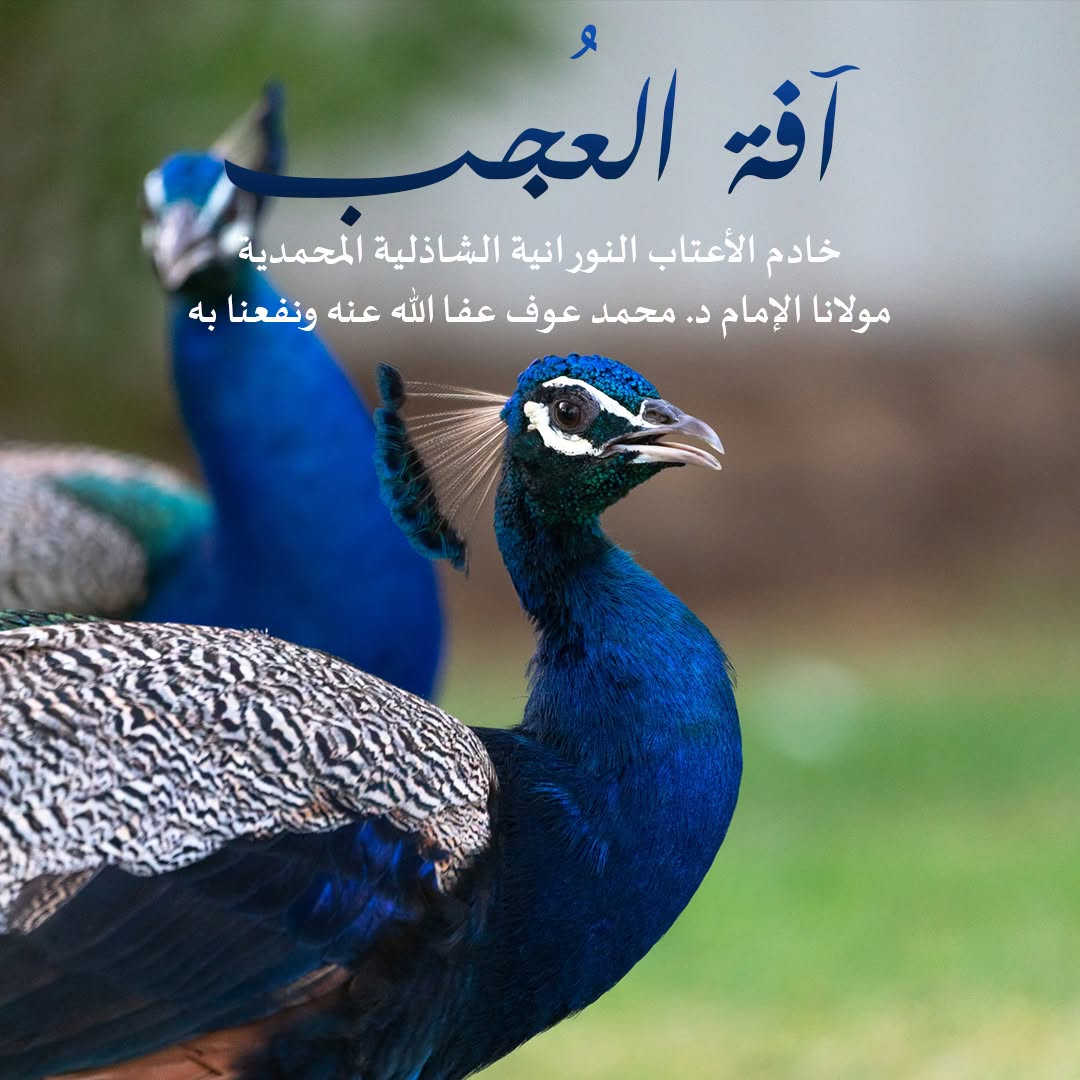 طاووسان يتصدرهما عنوان «آفة العُجب» ونسبة المقال إلى الإمام د. محمد عوف.